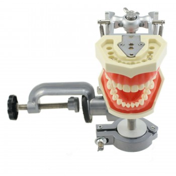 Typodont dentaire avec poteau de montage avec modèle 28 dents compatible avec le...