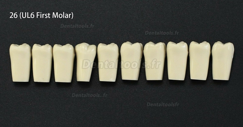 10Pcs/lot Dents de typodonte dentaire compatible avec Columbia 860