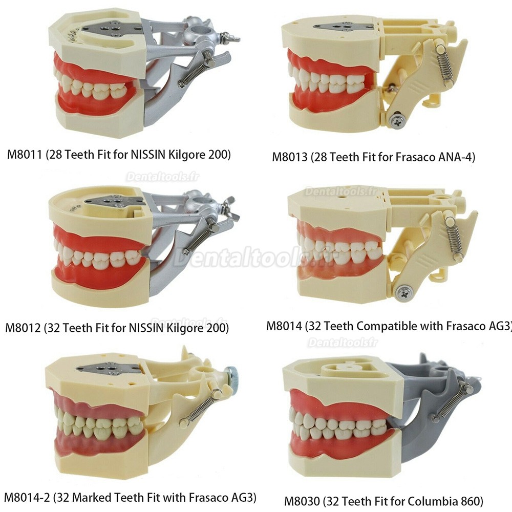 Modèle de pratique dentaire typodont compatible avec Columbia NISSIN Kilgore Frasaco