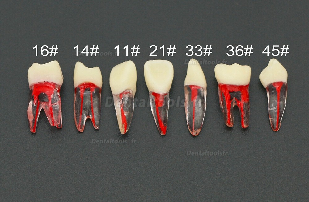 10Pcs Modèle de dents Endo de pratique RCT du canal radiculaire endodontique dentaire