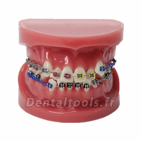 Modèle anatomique dentaire anatomique dentaire/Orthodontique avec arc externe M-3005