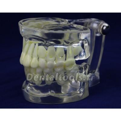 ENOVO Modèle de démonstration des dents enfantin ENOVO Modèle de démonstration des dents enfantin