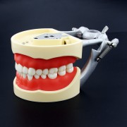 Dentaire Typodont Modèle Compatible avec NISSIN Kilgore Frasaco 32 dents