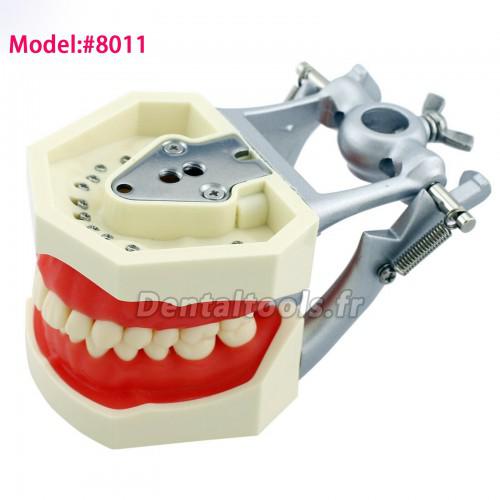 Dentaire typodont Modèle 28 dents compatible avec NISSIN Kilgore Frasaco