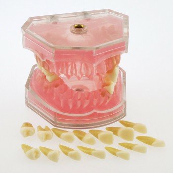 1 Pc modèle dentaire de dents avec 28 pcs amovibles modèle standard 4004 pour éd...