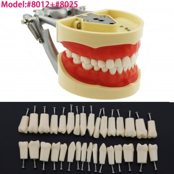 Modèle de typodont dentaire Simulation de pratique 32 dents de rechange Kilgore ...