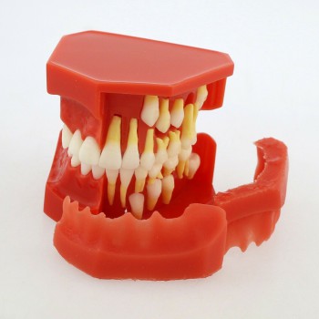 Démonstration alternative dentaires de dents permanentes Modèle 4006# pour l’éducation et enseignement