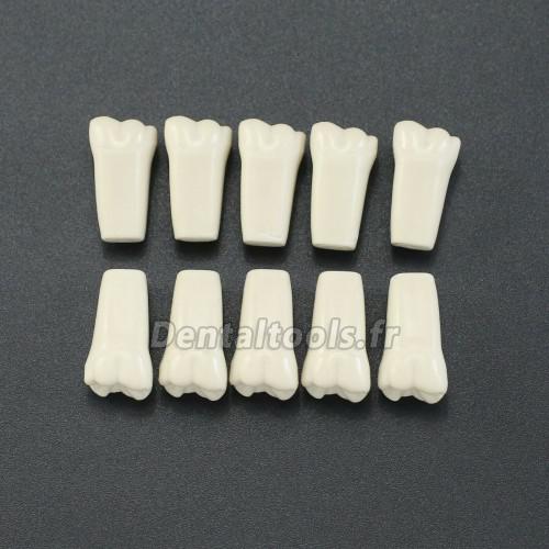 10Pcs/lot Dents de typodonte dentaire compatible avec Columbia 860