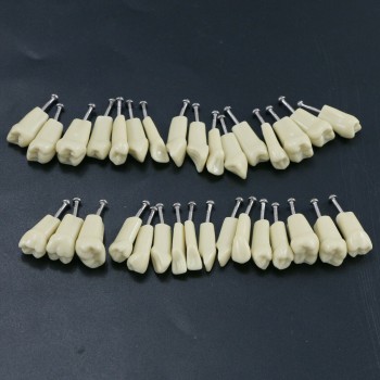Modèle de simulation de typodonte dentaire avec 32 dents amovibles compatible av...