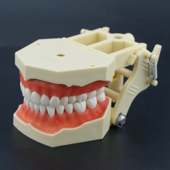 Modèle de pratique dentaire typodont compatible avec Columbia NISSIN Kilgore Fra...