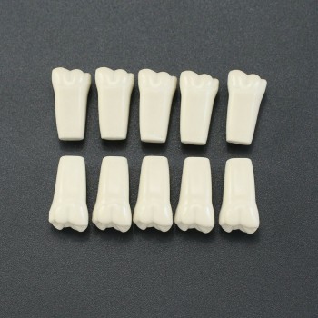 10Pcs/lot Dents de typodonte dentaire compatible avec Columbia 860