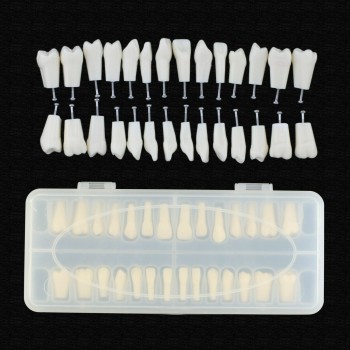 Typodont dentaire avec vis compatible avec 28 dents Frasaco ANA-4 Typodont