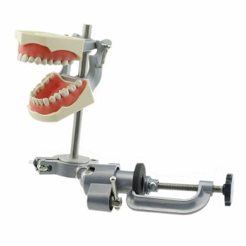 Modèle dentaire Typodont avec montage sur poteau pratique 32 dents compatibles avec Columbia 860