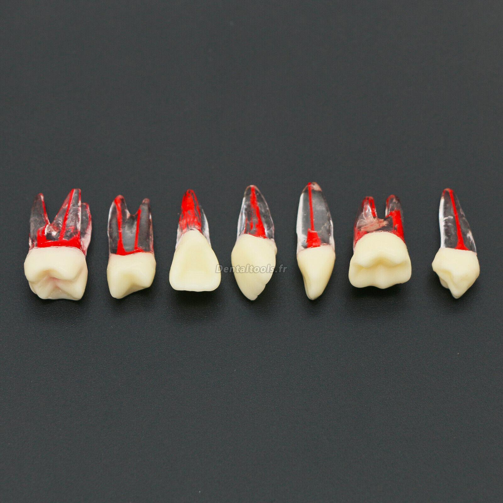 Dents Typodont Pour Pratique Endodontie - Modèle M8006 #14 #46 - Neuf - Dentaire