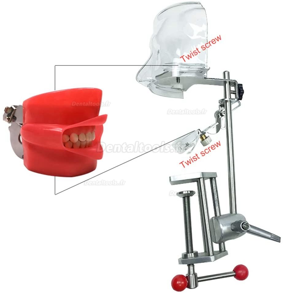 Tête de mannequin dentaire bench mounted typodont compatible avec Nissin Kilgore