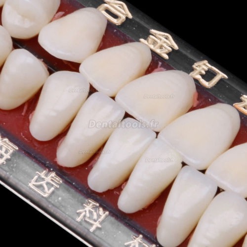 5PCS Porcelaine dentaire Dentiers matière de Alliage-Épingle couleur des dents plaque colorimétrique 1 ensemble 24 #