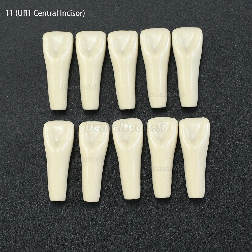 10Pcs/lot Dents de typodonte dentaire compatible avec Columbia 860