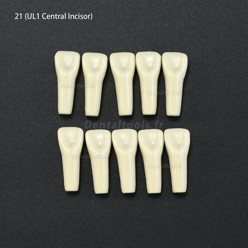 10Pcs/lot Dents de typodonte dentaire compatible avec Columbia 860