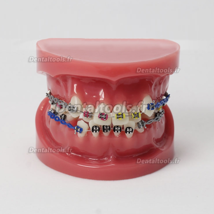 Modèle anatomique dentaire anatomique dentaire/Orthodontique avec arc externe M-3005