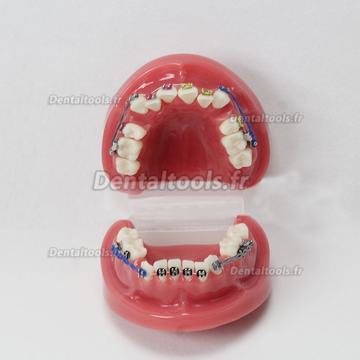 Modèle anatomique dentaire anatomique dentaire/Orthodontique avec arc externe M-3005