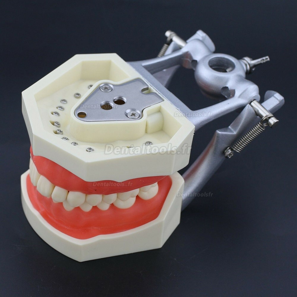 Kilgore Nissin 200 Style Modèle de simulation de pratique dentaire Typodont 28 dents de rechange
