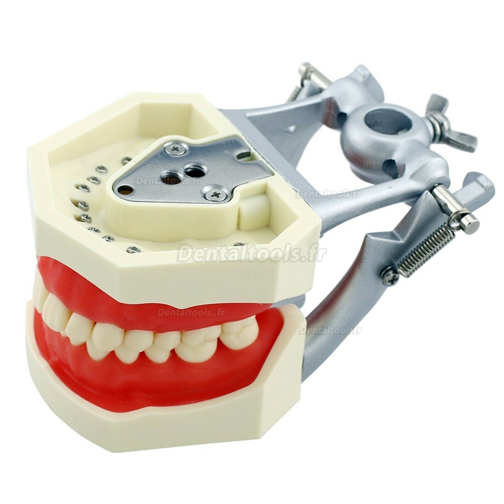 Kilgore Nissin 200 Style Modèle de simulation de pratique dentaire Typodont 28 dents de rechange