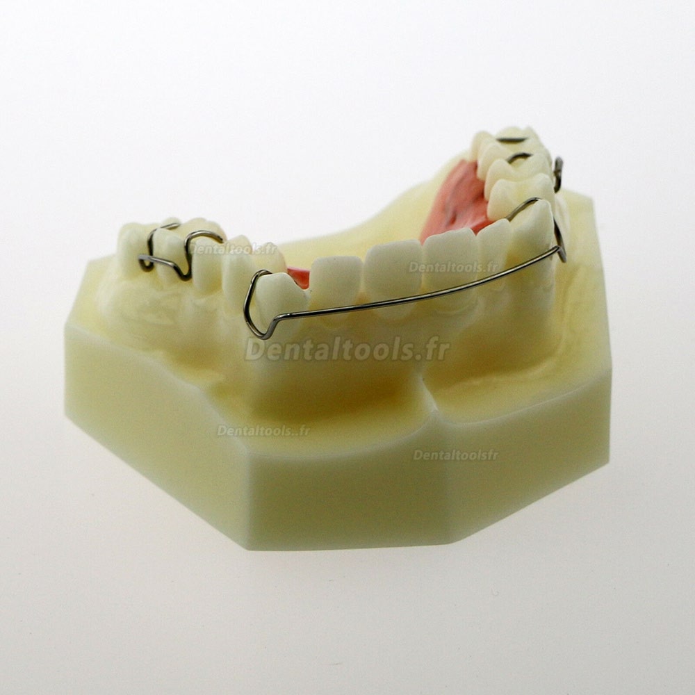 Modèle dentaire l #3007 01 - Modèle de retenue Hawley