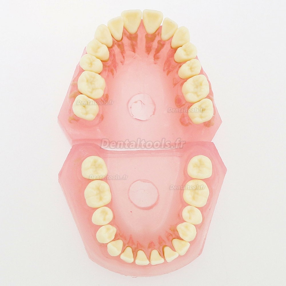 1 Pc modèle dentaire de dents avec 28 pcs amovibles modèle standard 4004 pour éducation