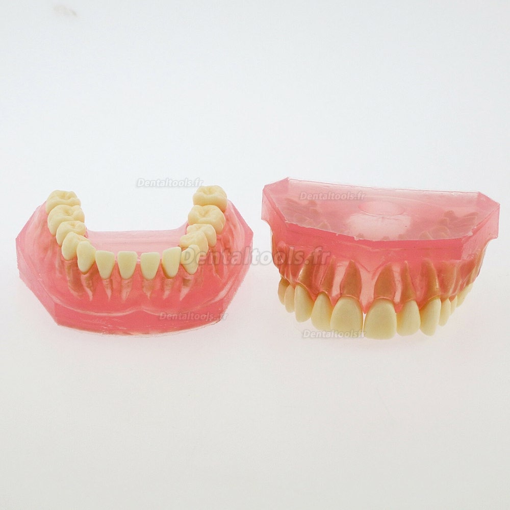 1 Pc modèle dentaire de dents avec 28 pcs amovibles modèle standard 4004 pour éducation