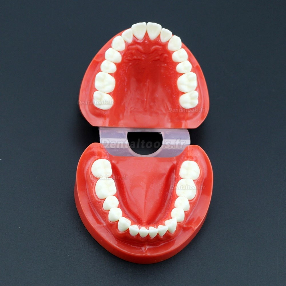 Adulte standard démonstration de Typodont dentaire pour l’éducation et enseignement Modèle de dents rouge 7004