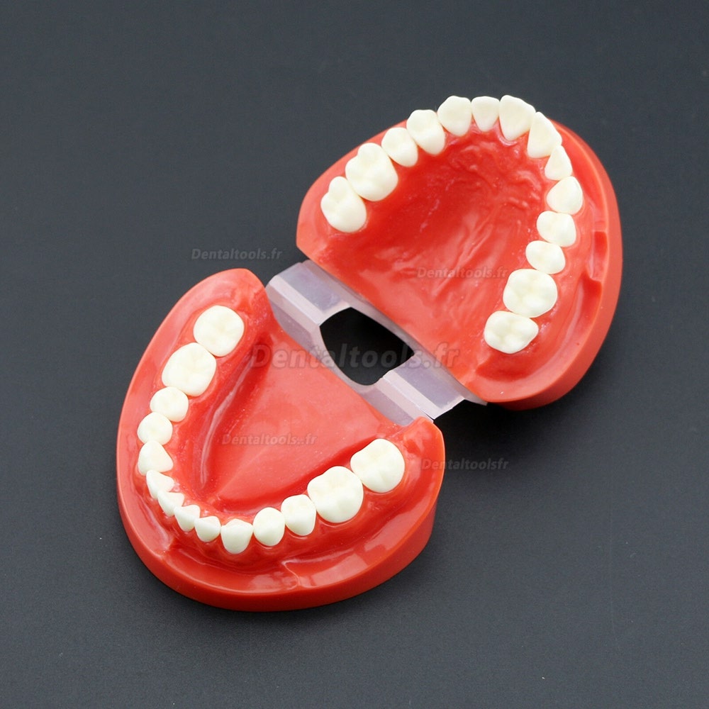 Adulte standard démonstration de Typodont dentaire pour l’éducation et enseignement Modèle de dents rouge 7004