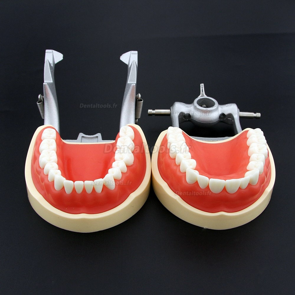 Modèle de typodont dentaire Simulation de pratique 32 dents de rechange Kilgore Nissin 200 Style
