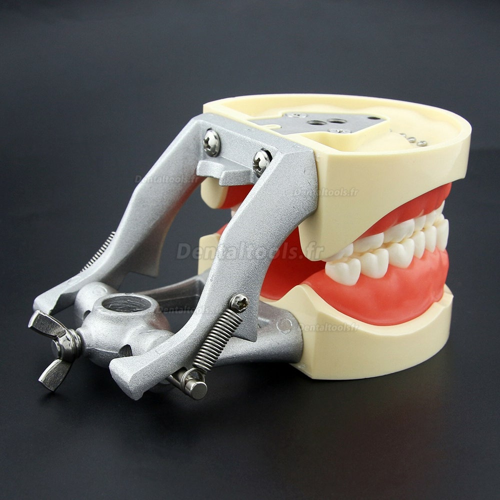 Modèle de typodont dentaire Simulation de pratique 32 dents de rechange Kilgore Nissin 200 Style