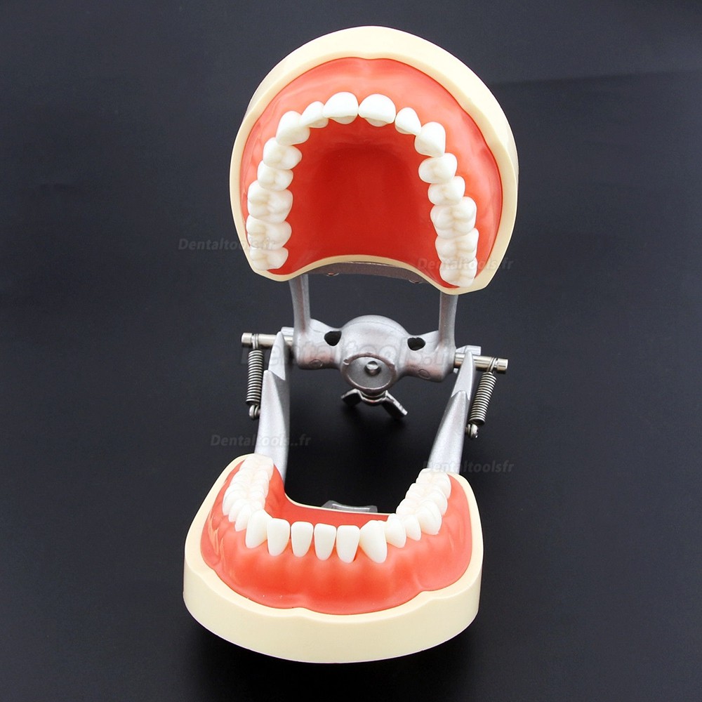 kilgore Nissin Type Dentaire Typodont Modèle 200 avec des dents amovibles
