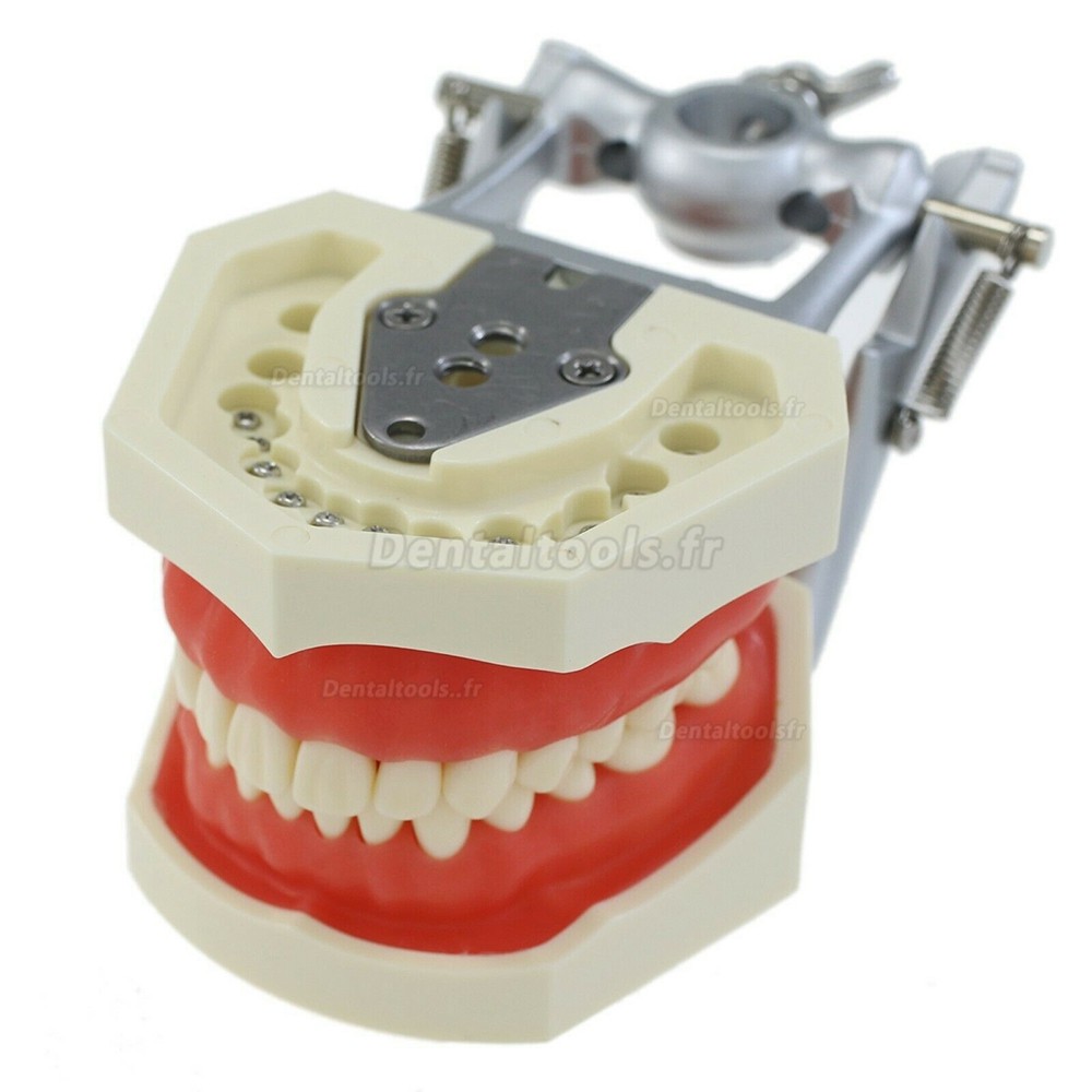 Typodont dentaire avec poteau de montage avec modèle 28 dents compatible avec le Kilgore Nissin 200