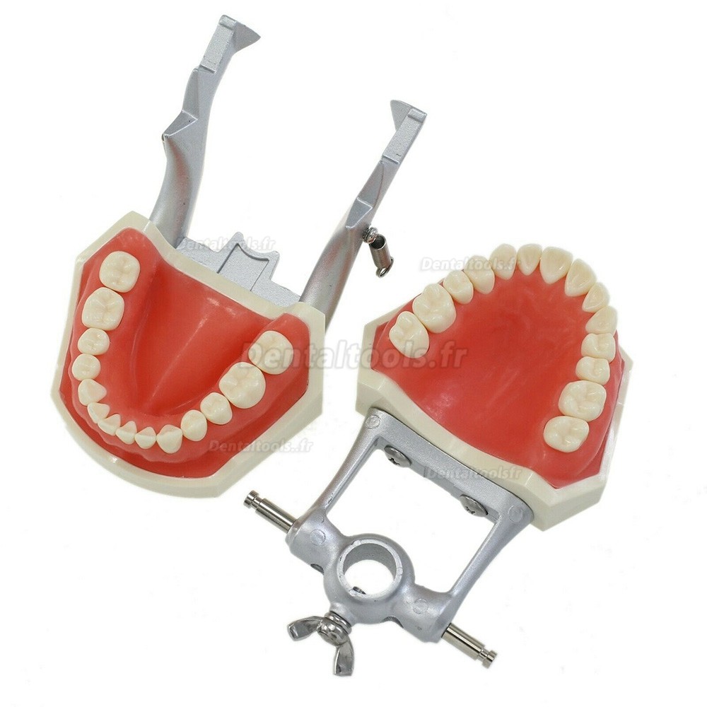 Typodont dentaire avec poteau de montage avec modèle 28 dents compatible avec le Kilgore Nissin 200