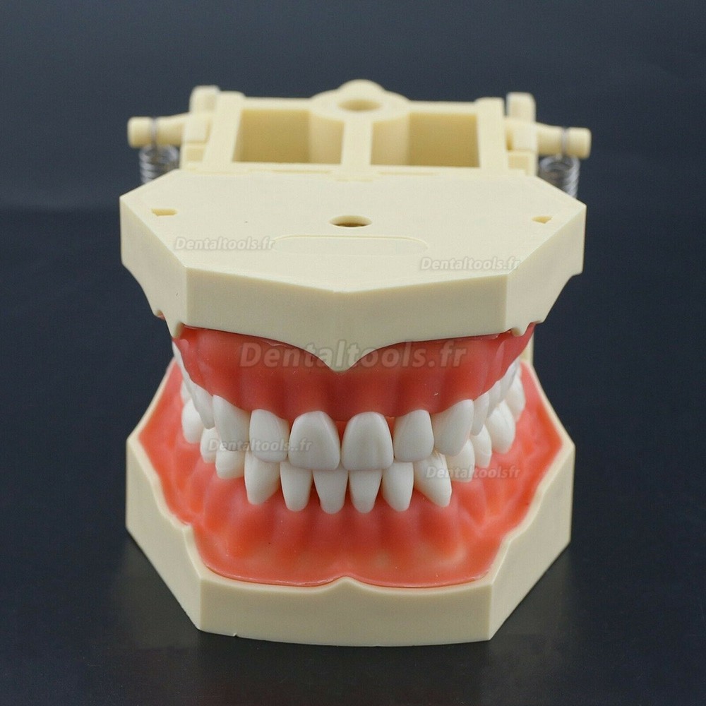 Modèle de pratique dentaire typodont compatible avec Columbia NISSIN Kilgore Frasaco