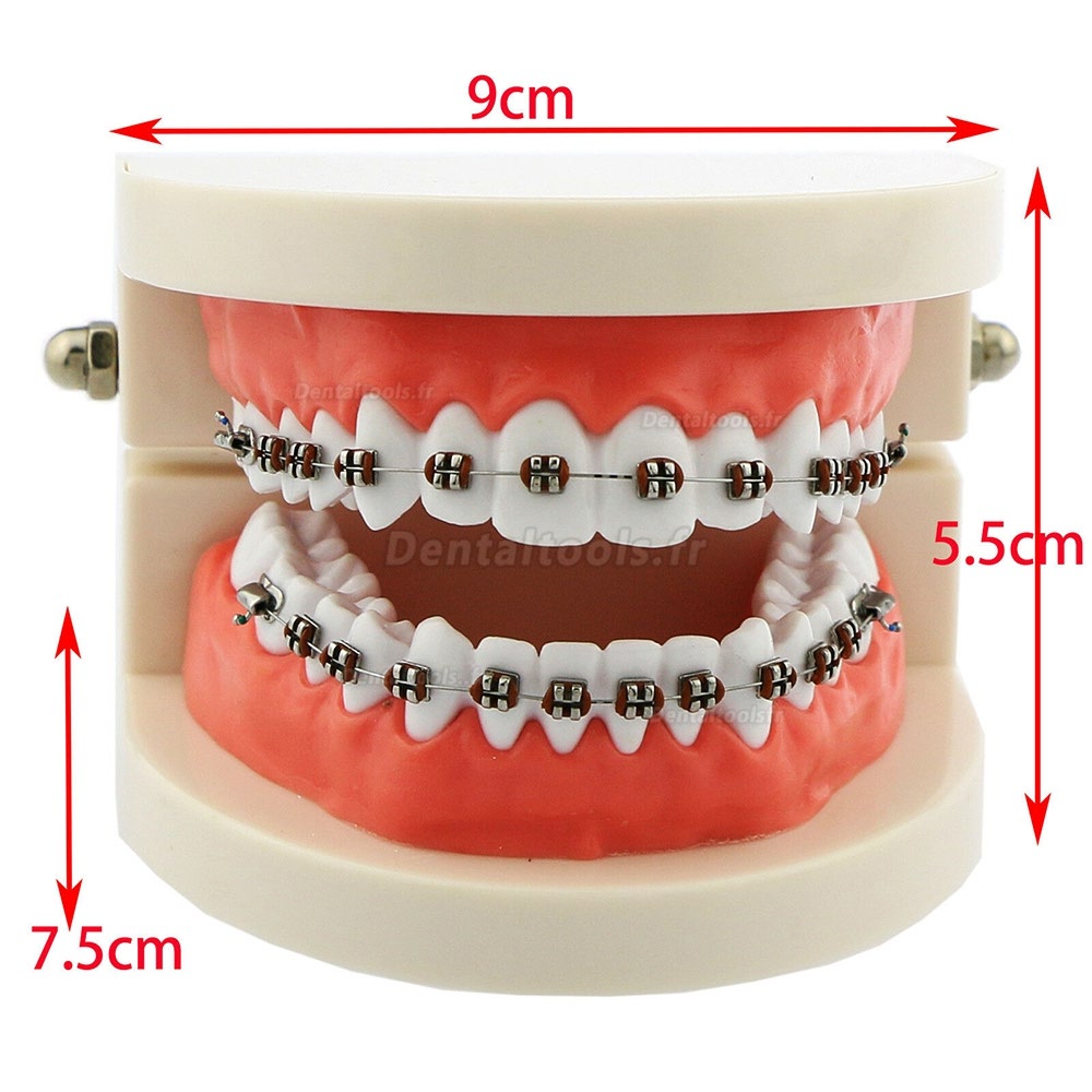 Modèle de dents orthodontiques dentaires + Chaîne auto-ligaturante pour tube de support en céramique et métal