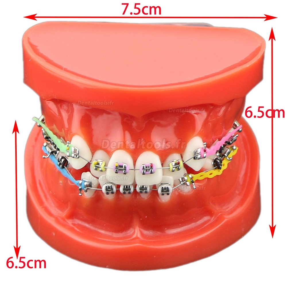 Modèle de dents orthodontiques dentaires + Chaîne auto-ligaturante pour tube de support en céramique et métal