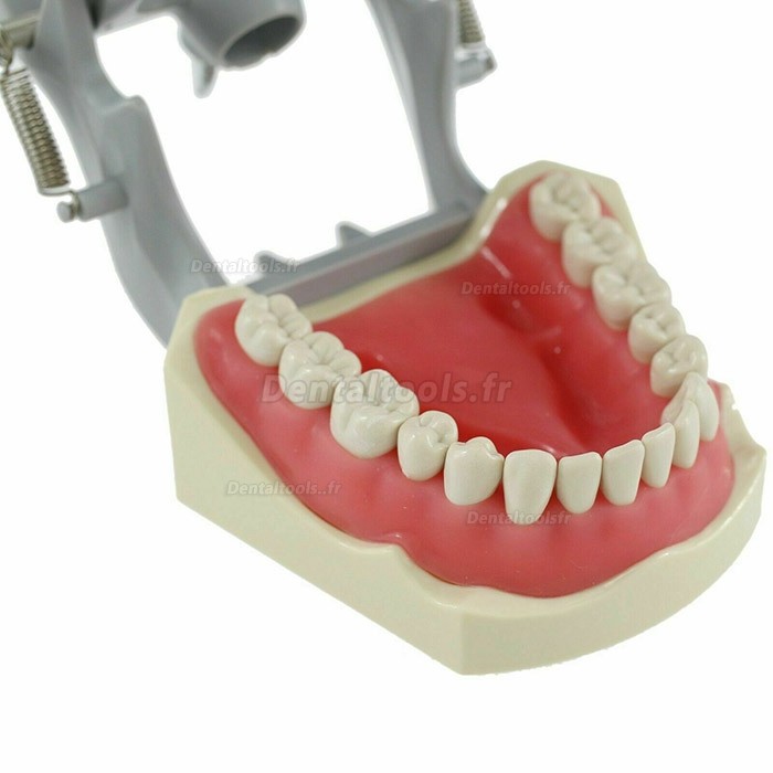 Modèle dentaire Typodont avec montage sur poteau pratique 32 dents compatibles avec Columbia 860