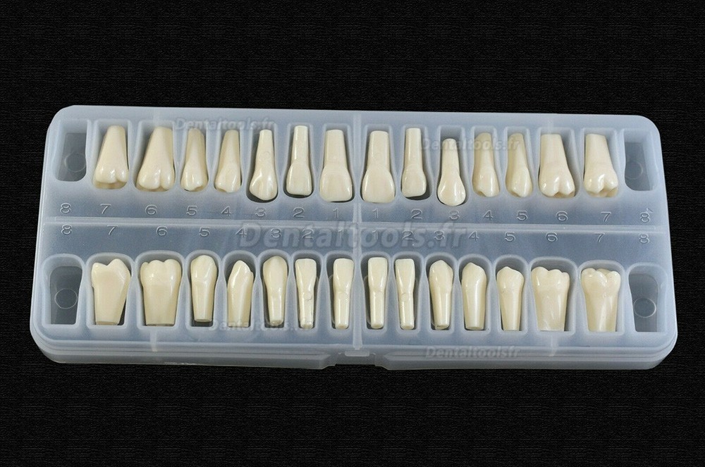 Typodont dentaire avec vis compatible avec 28 dents Frasaco ANA-4 Typodont