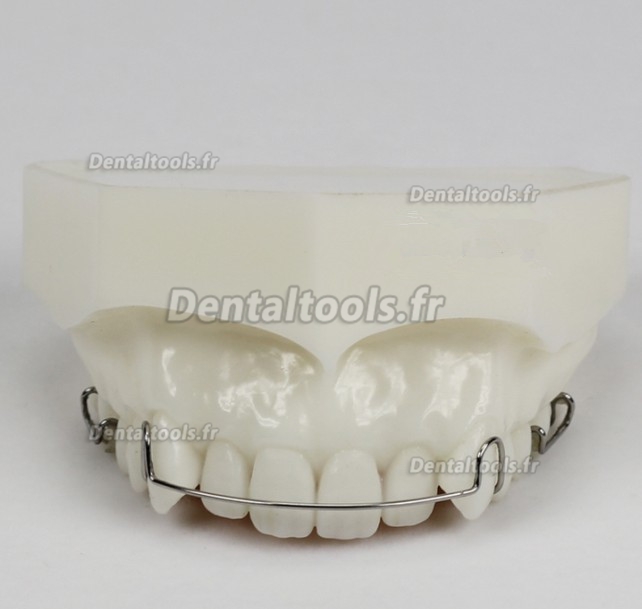 Modèle anatomique dentaire Orthodontie Maintenance de traitement M3007