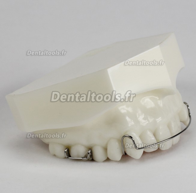 Modèle anatomique dentaire Orthodontie Maintenance de traitement M3007